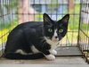 Tux - Photo 2