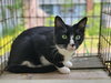 Tux - Photo 3
