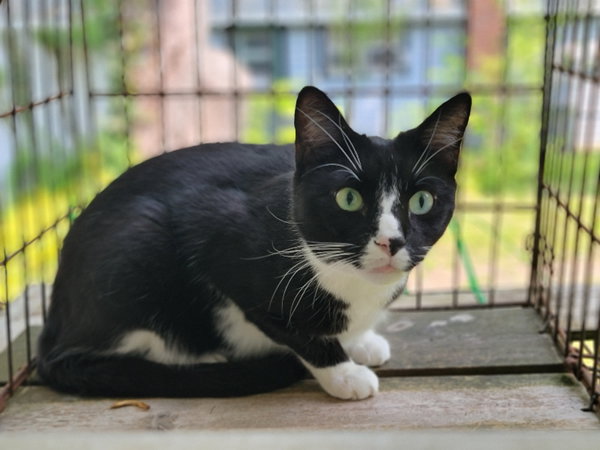 Tux