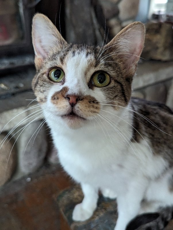 adoptable Cat in Niles, MI named Rhi-Rhi