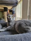 adoptable Cat in niles, IL named Nova