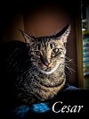 adoptable Cat in michigan city, IN named Cesar