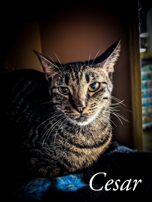 CESAR - Domestic Short Hair available for adoption
