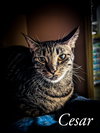Cesar - Photo 5