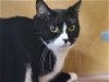 adoptable Cat in niles, MI named Rochelle