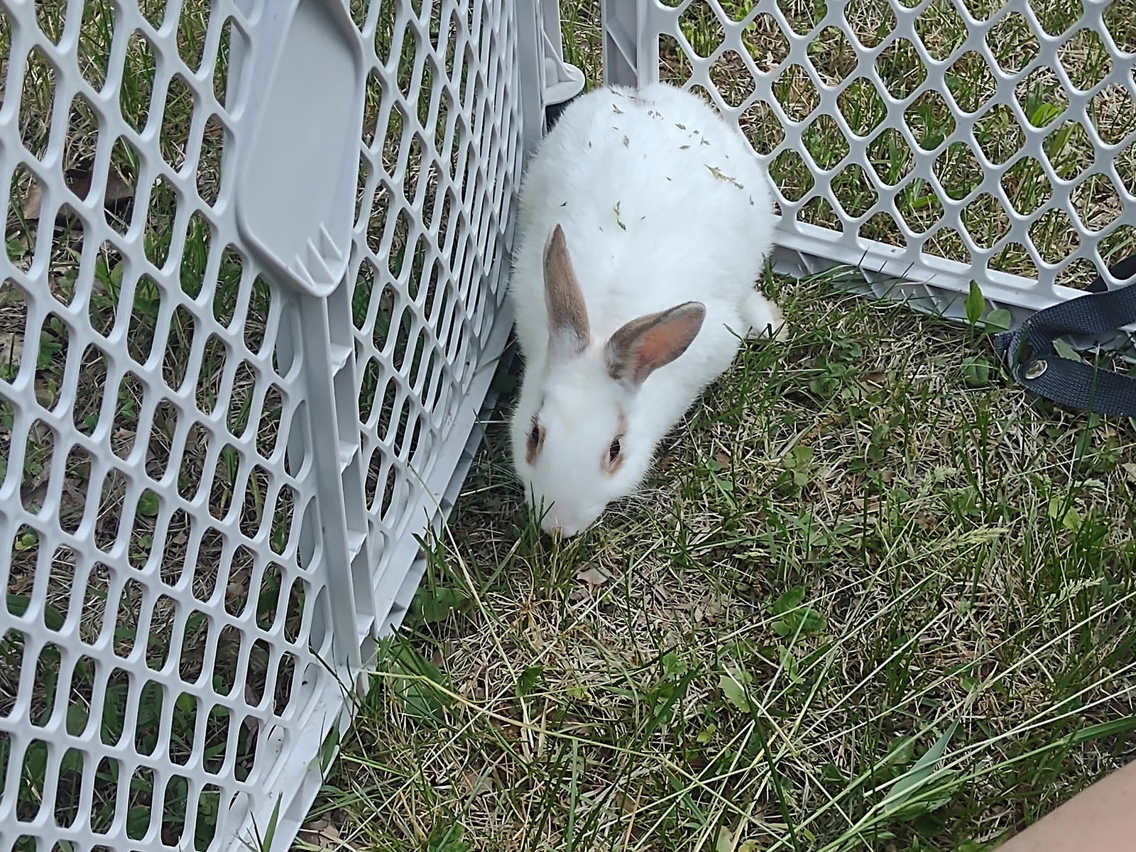 adoptable Rabbit in Niles, MI named Cloudy