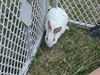 adoptable Rabbit in  named Cloudy