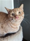 adoptable Cat in  named Emery