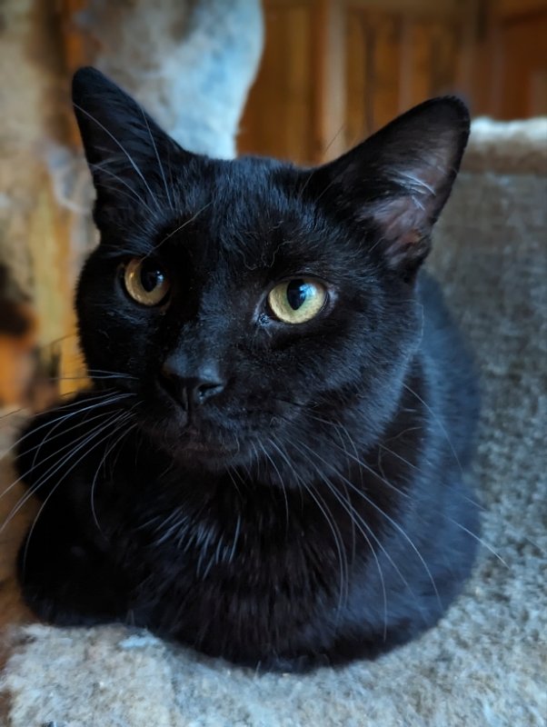 adoptable Cat in Niles, MI named Jonesy
