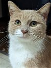 adoptable Cat in niles, IL named Twiggy
