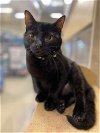 adoptable Cat in niles, IL named Lupine