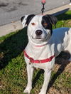 adoptable Dog in  named Gracie