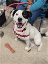 adoptable Dog in niles, IL named Gracie