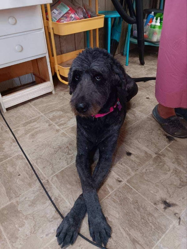 Dog for Adoption Piper (BONDED PAIR), a Poodle (Standard) in