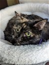 adoptable Cat in niles, IL named Emmie