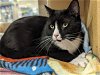 adoptable Cat in niles, IL named S