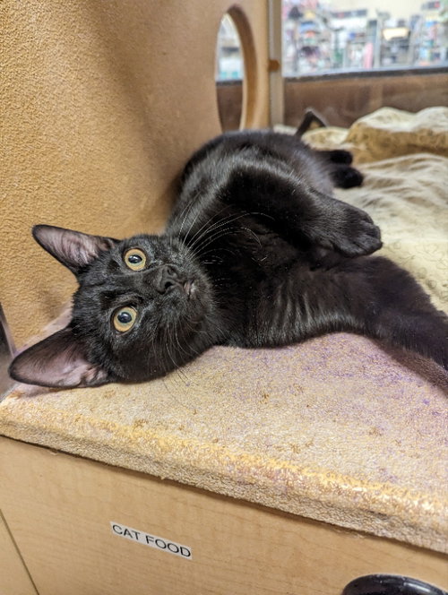 FOX - Domestic Short Hair available for adoption