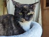 adoptable Cat in  named Emily