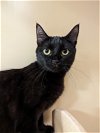 adoptable Cat in niles, IL named Starburst