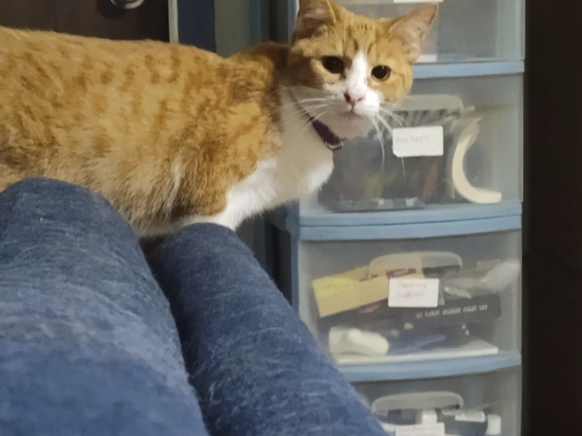 Copper - Domestic Short Hair