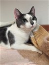 adoptable Cat in niles, IL named Queenie