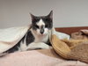 Queenie - Photo 4