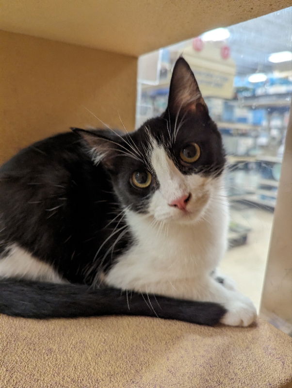 adoptable Cat in Niles, MI named Skittles