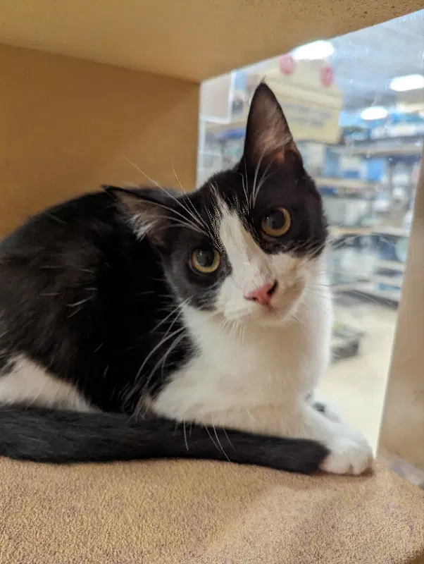 Skittles - Domestic Short Hair