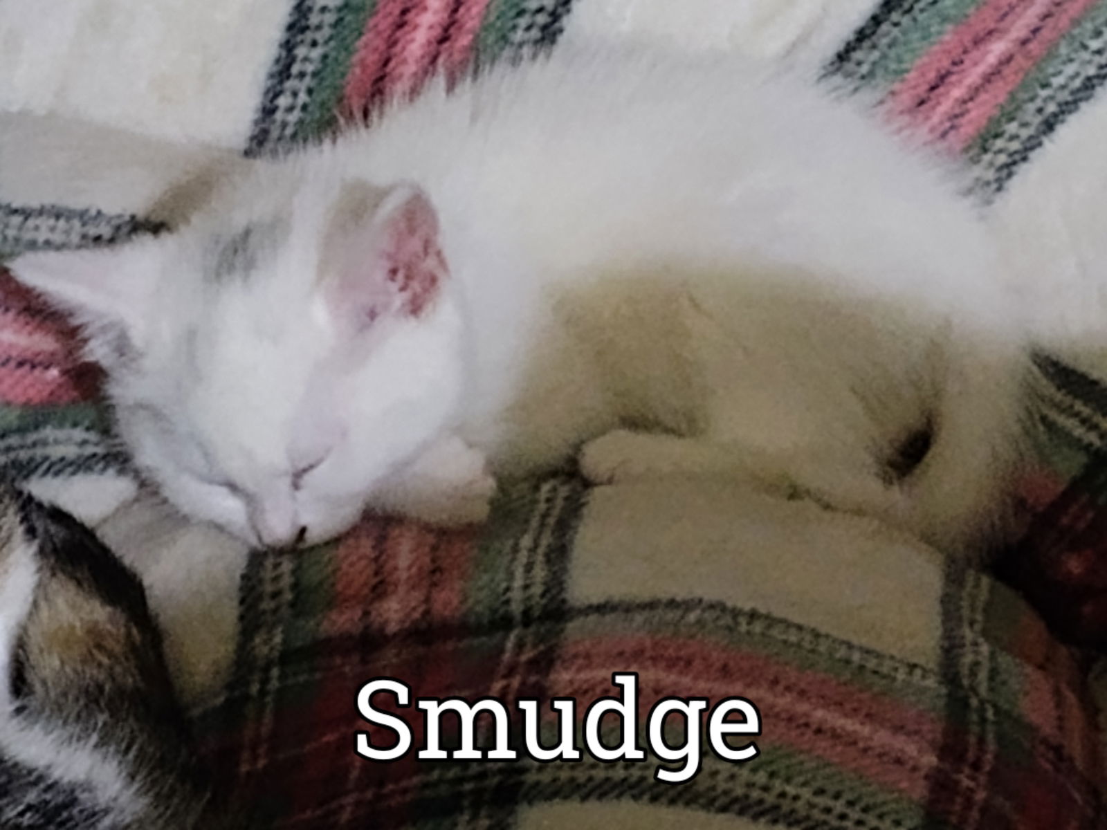 adoptable Cat in Michigan City, IN named Smudge