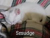 adoptable Cat in  named Smudge