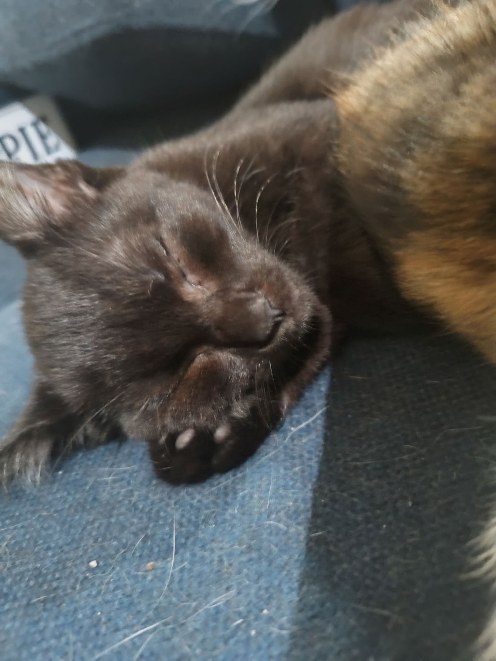 adoptable Cat in Michigan City, IN named Missy