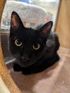 adoptable Cat in niles, MI named Nugget
