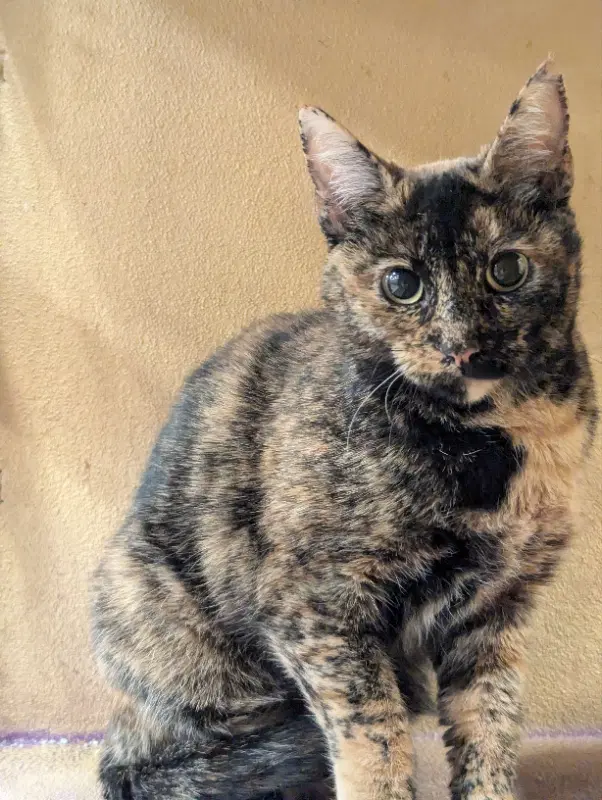 Marmie - Domestic Short Hair
