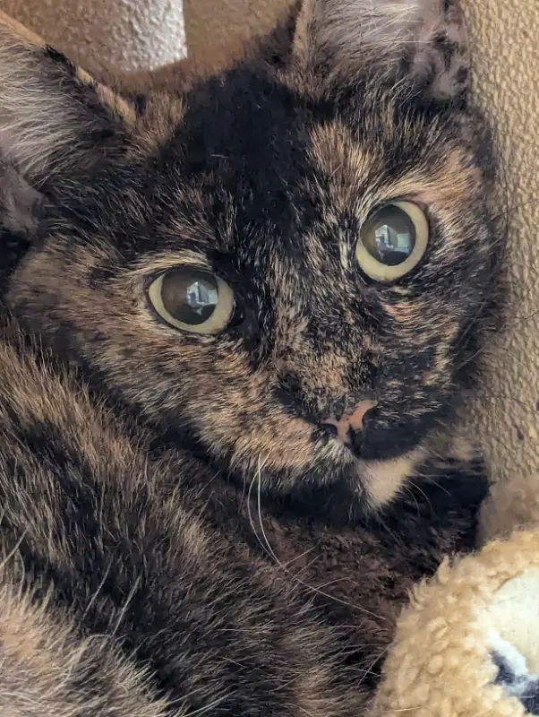 Marmie image 3