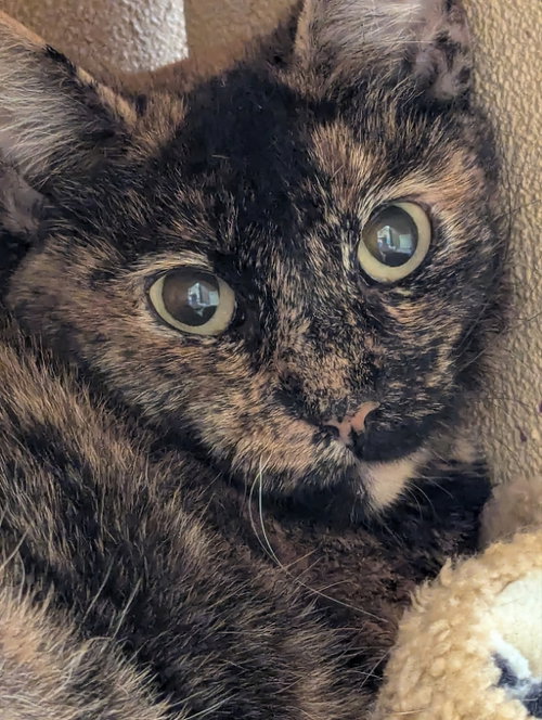 Photo 3 of Marmie