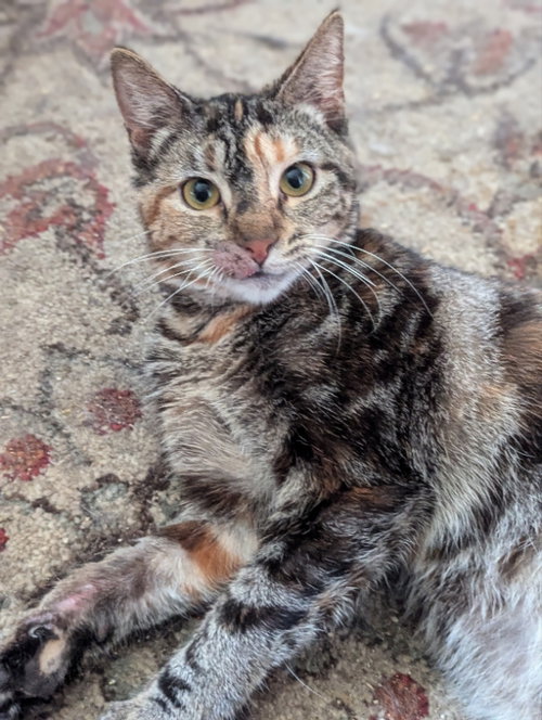 Cupcake, an adoptable Domestic Short Hair in Niles, IN
