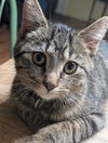 adoptable Cat in , MI named Thyme
