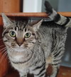 Phoebe - Photo 1