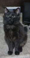 adoptable Cat in , MI named Vincent