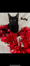 adoptable Cat in , MI named Sully