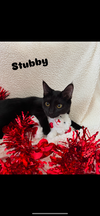 adoptable Cat in niles, MI named Mr Stubbs