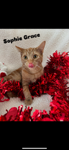 adoptable Cat in niles, MI named Sophie Grace