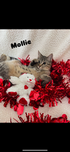 adoptable Cat in niles, MI named Mollie