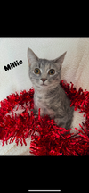 adoptable Cat in niles, MI named Millie