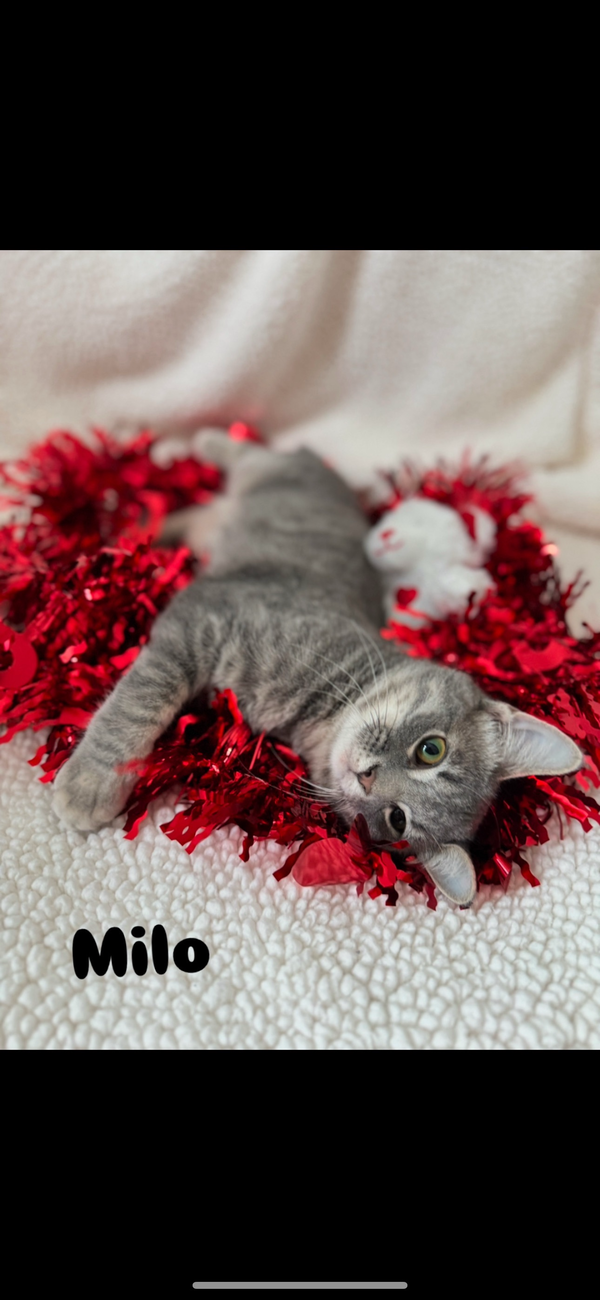Milo