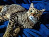 adoptable Cat in niles, MI named Rosie