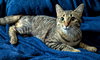 Rosie - Photo 7