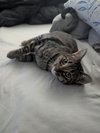 Rosie - Photo 3