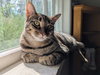 Rosie - Photo 2