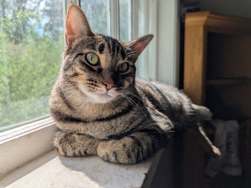 picture of the cat needing adoption